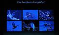 6. A passion for kingfishers